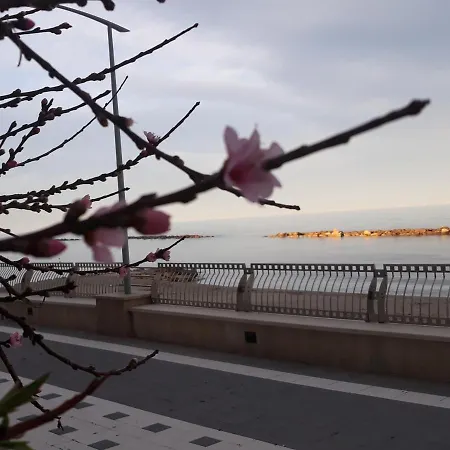 Pink Roses *